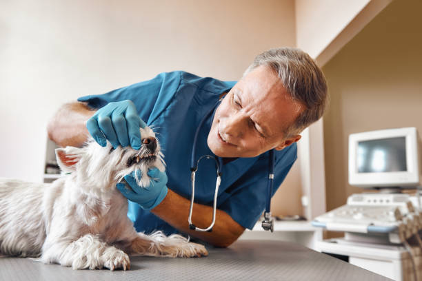 Best Pediatric Emergency Dentist in Chesterland, OH